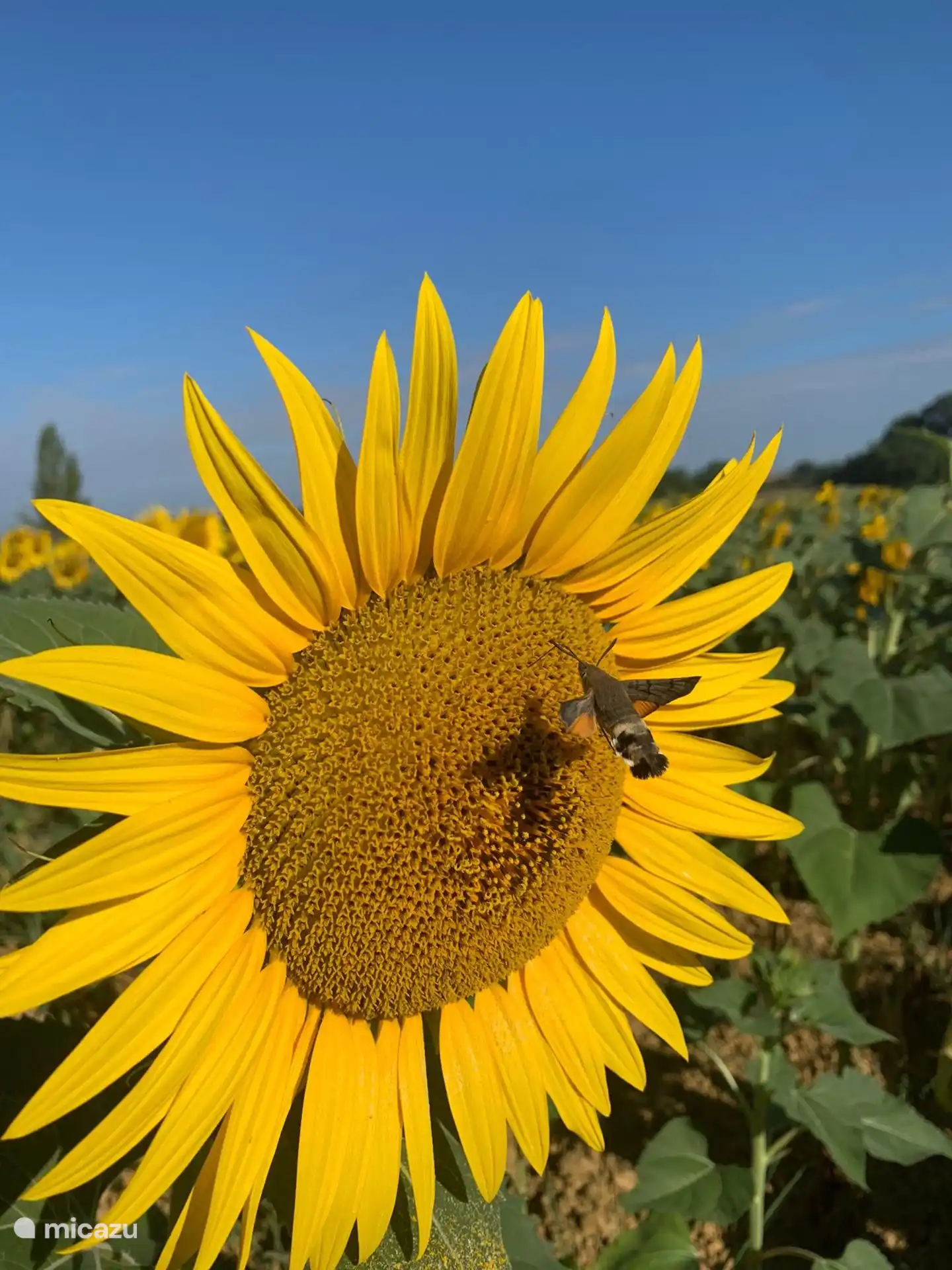 Colibri Schmetterling, dass man dort noch viel sehen kann.