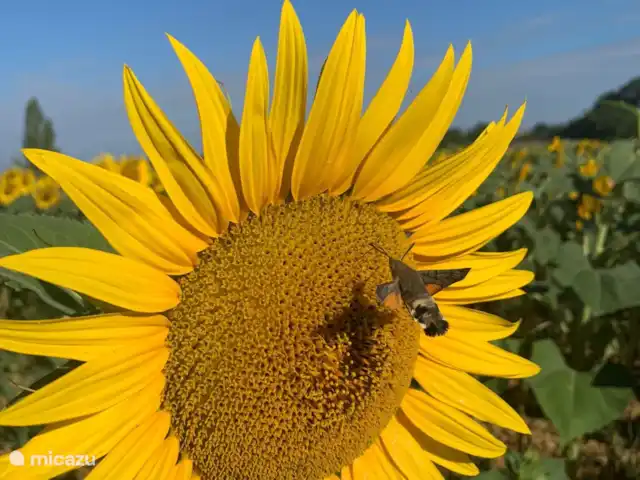 A Soulas huren in Frankrijk, Gers, Armous-et-Cau  - villa colibri vlinder die je daar nog veel kan zien.