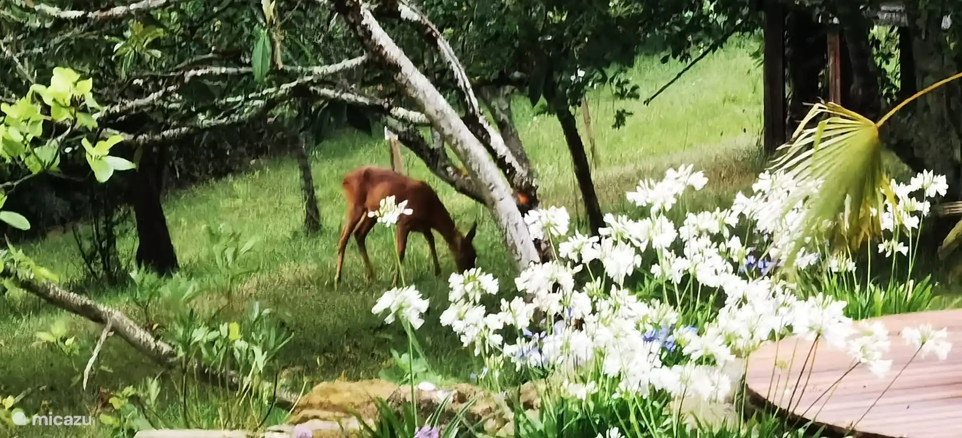 Am frühen Morgen und am Abend regelmäßige Besuche aus dem Wald