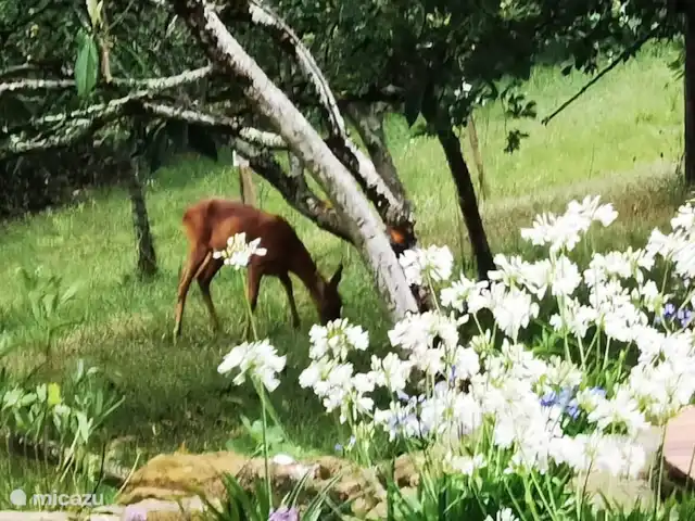 A Soulas huren in Frankrijk, Gers, Armous-et-Cau  - villa in de vroege ochtend en avond regelmatig bezoek van hertjes uit het bos