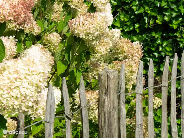 t’Veenhuis | Pays-Bas, Limbourg, Evertsoord - maison de vacances Jardin d’images atmosphériques