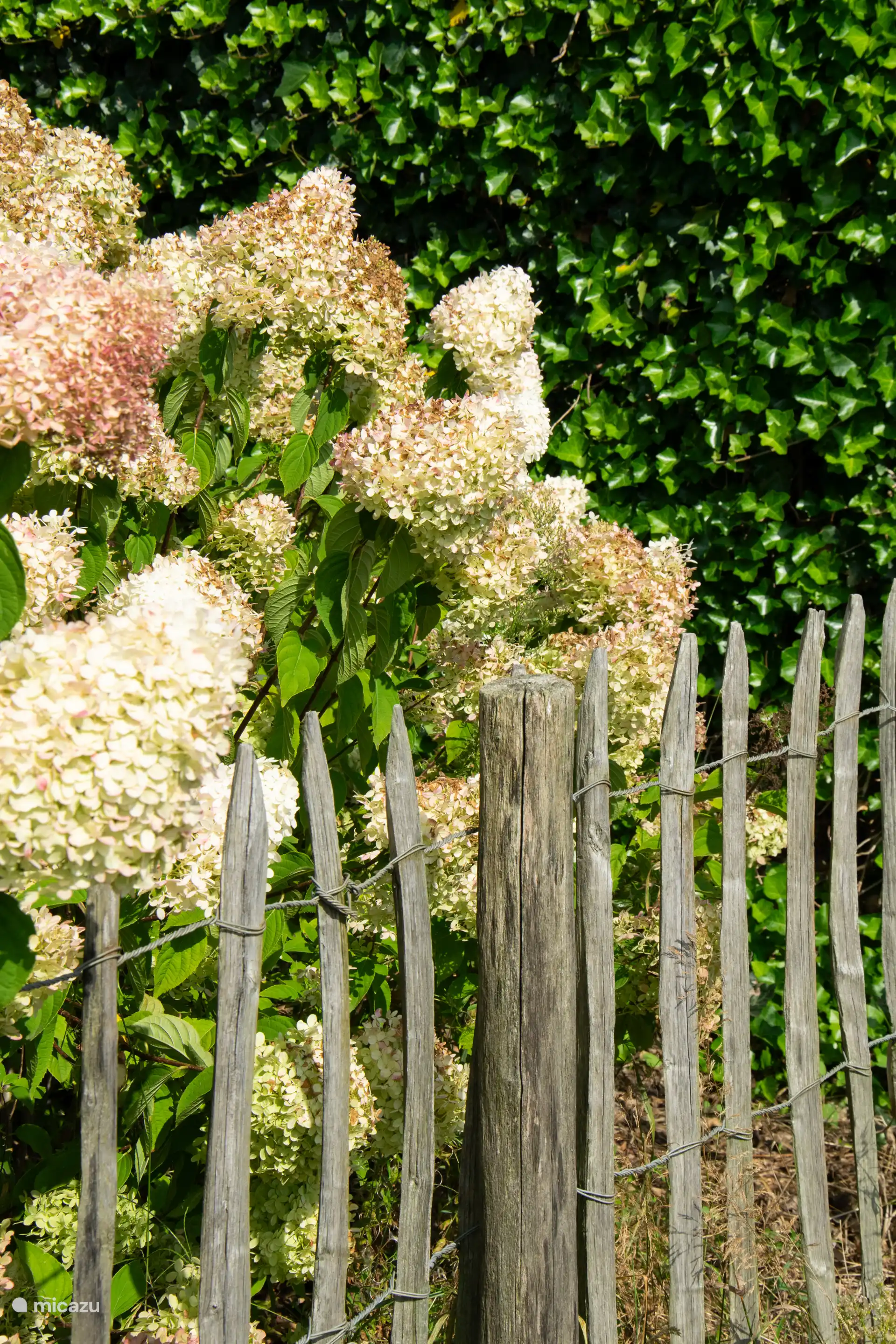 Stimmungsvoller Bildergarten