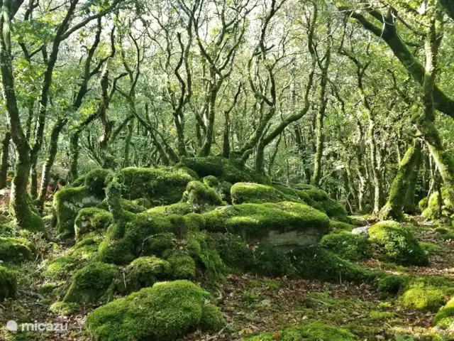 casa vacacional en Francia, Morbihan, Ploërdut – Valles de Kergue - La chouette El bosque al final del camino