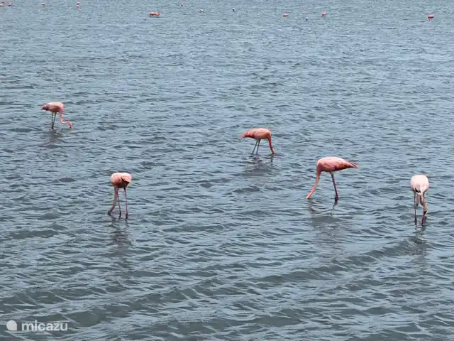 Location de Vacances Curaçao, Curaçao-Centre, Sint Michiel, appartement - Blue Bay / Appartement Triple Tree  Flamants roses sur le terrain de golf