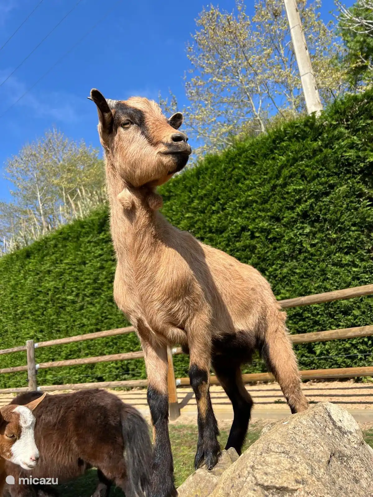 Ein weiteres hübsches Model