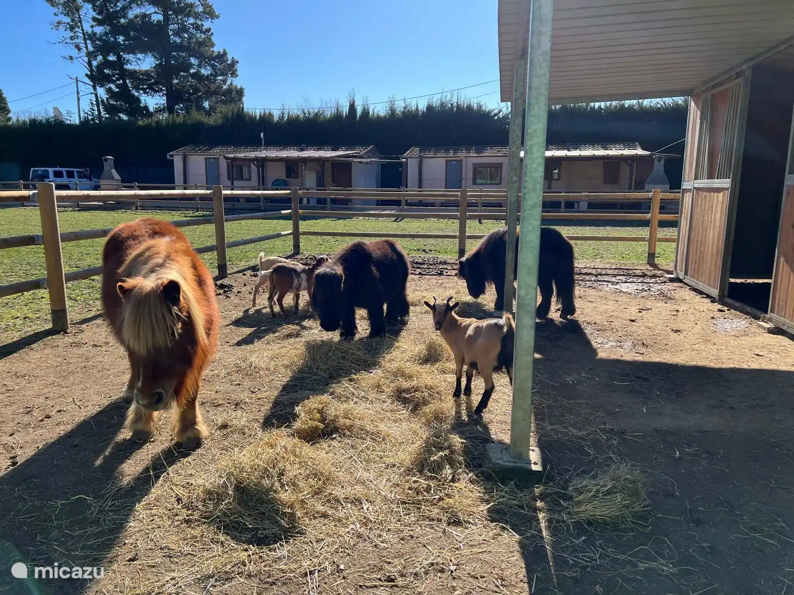 Zeit für das Abendessen für die Tiere