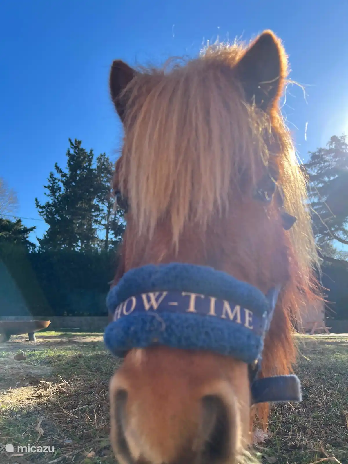 Unser Showtime-Girl Chanel