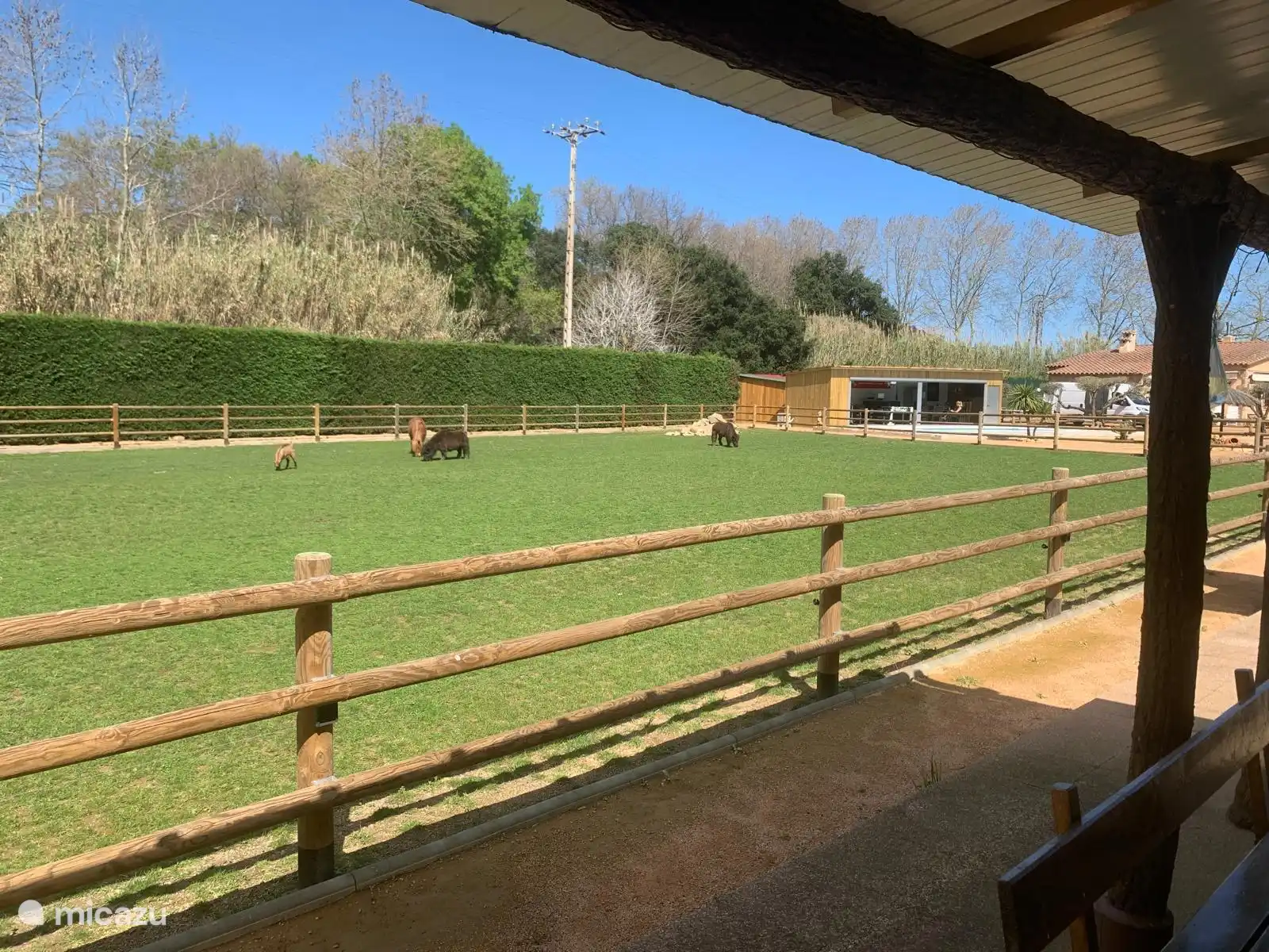 Blick vom Mobilheim auf die Wiese mit den Ponys und Ziegen