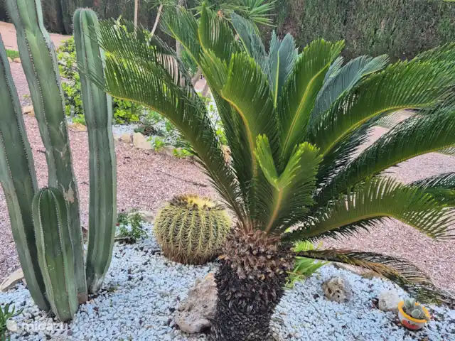 Location de Vacances Espagne, Costa Blanca, San Miguel de Salinas, appartement - Casa Deja Cour