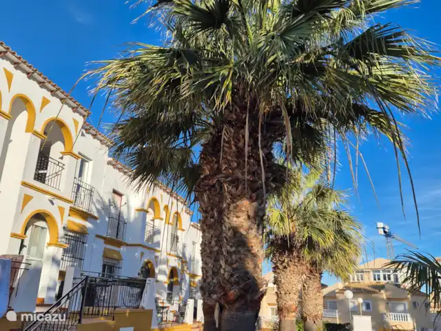 Location de Vacances Espagne, Costa Blanca, San Miguel de Salinas, appartement - Casa Deja L’appartement est situé en haut à gauche.