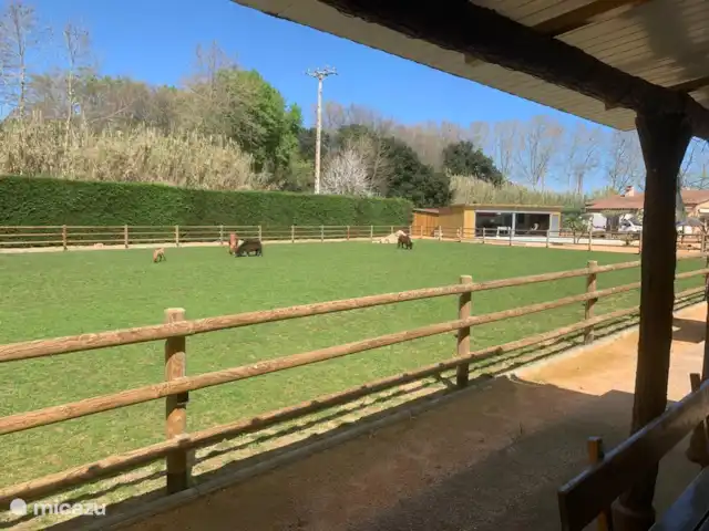 Rancho Catalán 2 en España, Costa Brava, Castell d'Aro - mobil home / caravana Vista desde la casa móvil en el prado con los ponis y las cabras