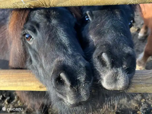 Rancho Catalán 2 en España, Costa Brava, Castell d'Aro - mobil home / caravana Bandito y Blitz