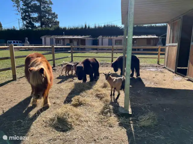Rancho Catalán 2 en España, Costa Brava, Castell d'Aro - mobil home / caravana Tiempo de alimentación para los animales