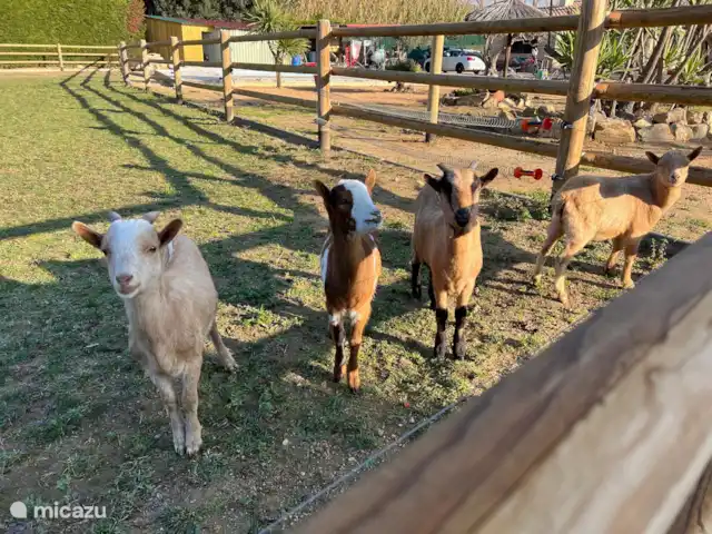 Rancho Catalán 2 en España, Costa Brava, Castell d'Aro - mobil home / caravana 4 de 6 niños