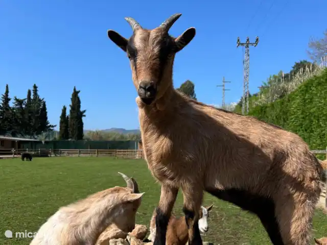 Rancho Catalán 2 en España, Costa Brava, Castell d'Aro - mobil home / caravana ¡Otro 2º guapo! Nuestras 6 cabras también vienen a descansar aquí