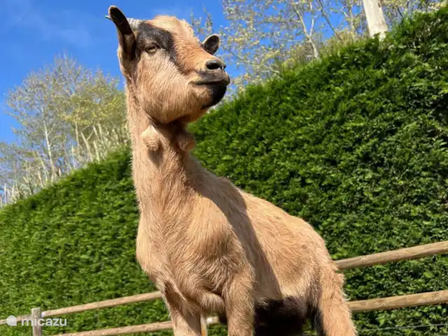 Rancho Catalán 2 en España, Costa Brava, Castell d'Aro - mobil home / caravana Nuestro modelo fotográfico