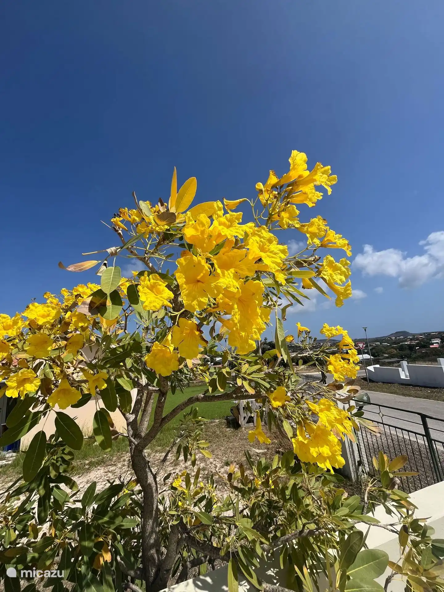 Exuberante jardín lleno de vegetación y flores de colores: un espacio tranquilo para relajarse y disfrutar de la naturaleza.