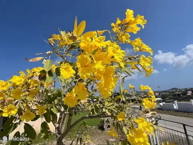 Kas Riba Seru en Curazao, Banda Arriba (este), Hoenderberg - villa Exuberante jardín lleno de vegetación y flores de colores: un espacio tranquilo para relajarse y disfrutar de la naturaleza.