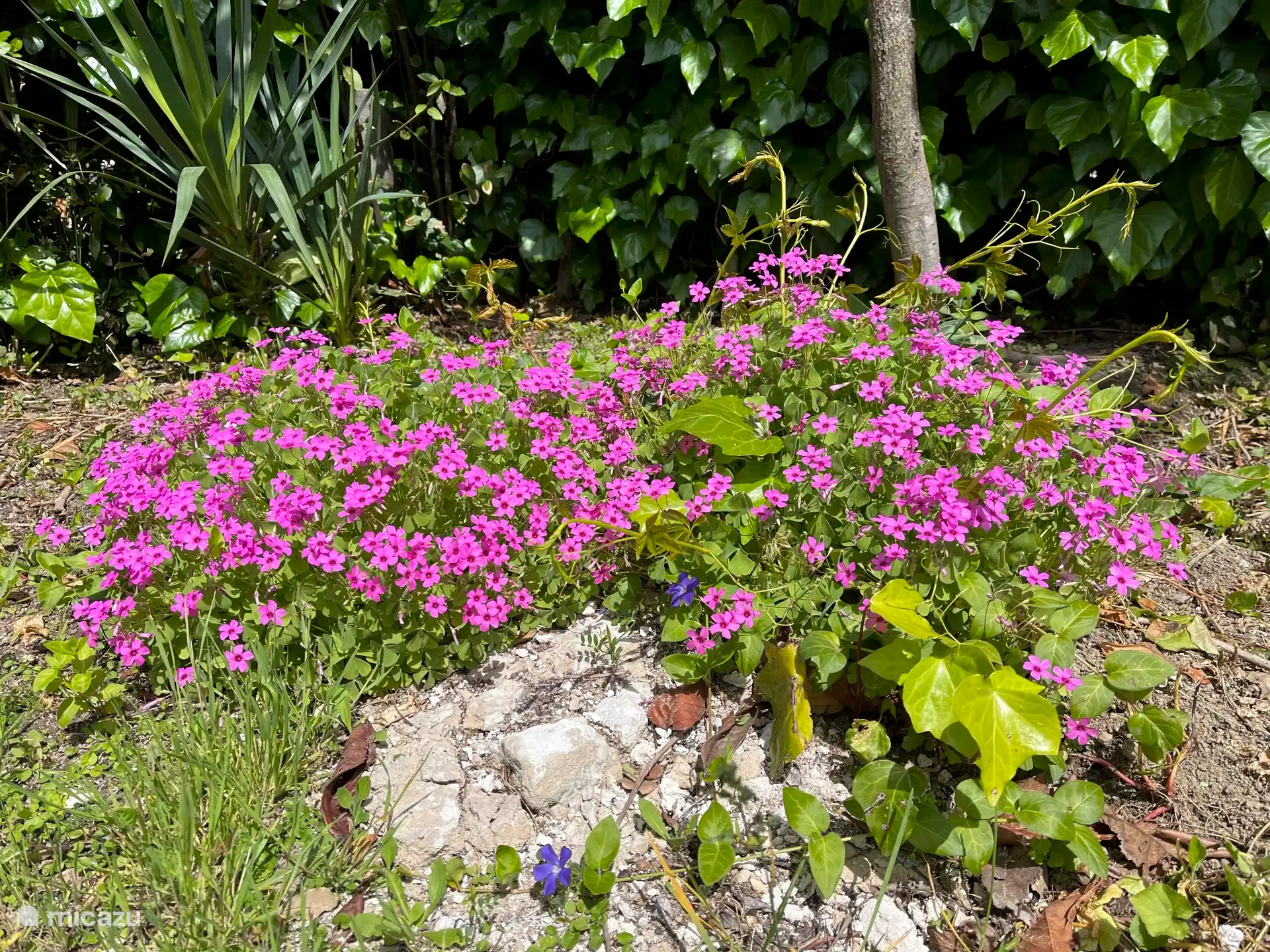 Jardin avec une variété d’arbres, d’arbustes et de plantes aromatiques