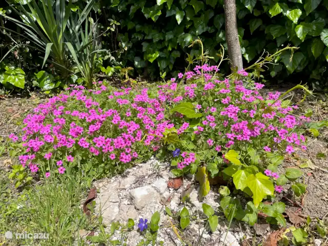 apartamento en Croacia, Istria, Labin – Apartamento Vilete Jardín con variedad de árboles, arbustos y plantas herbáceas