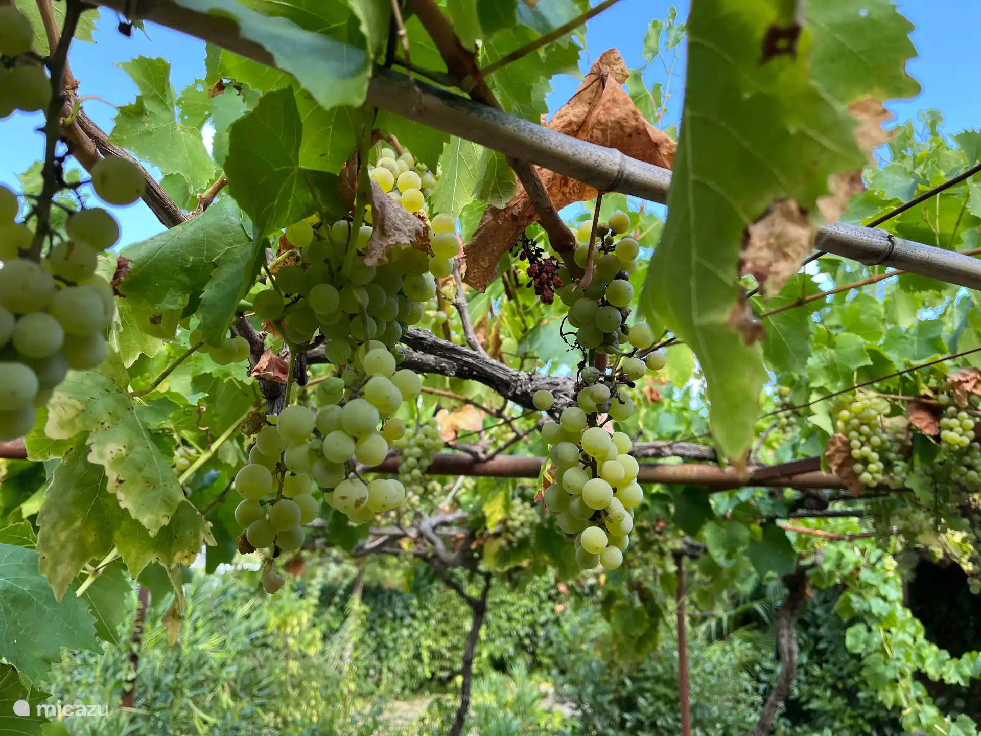 En août, les raisins sont mûrs et peuvent être cueillis.