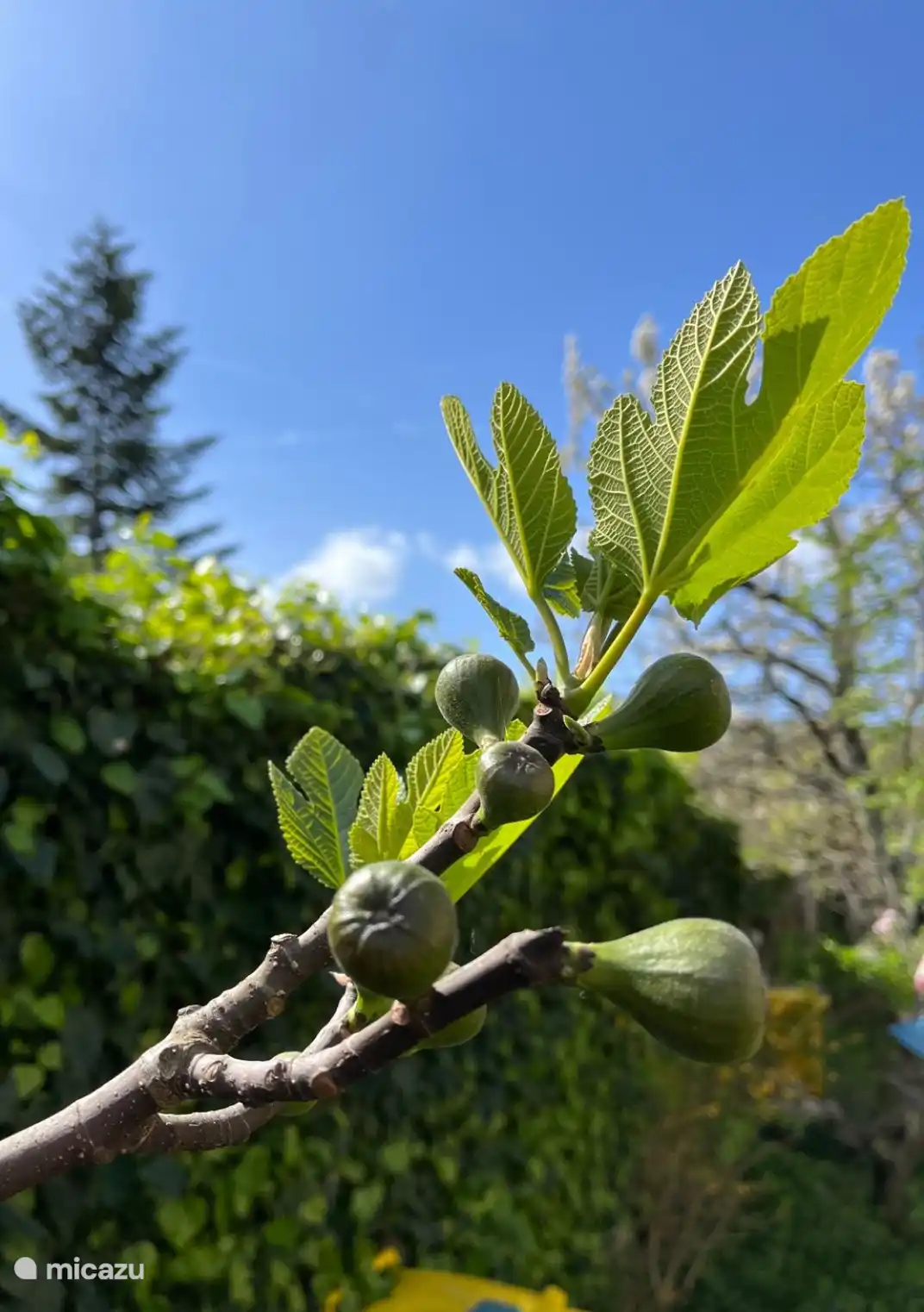 Jardin avec une variété d’arbres, d’arbustes et de plantes aromatiques