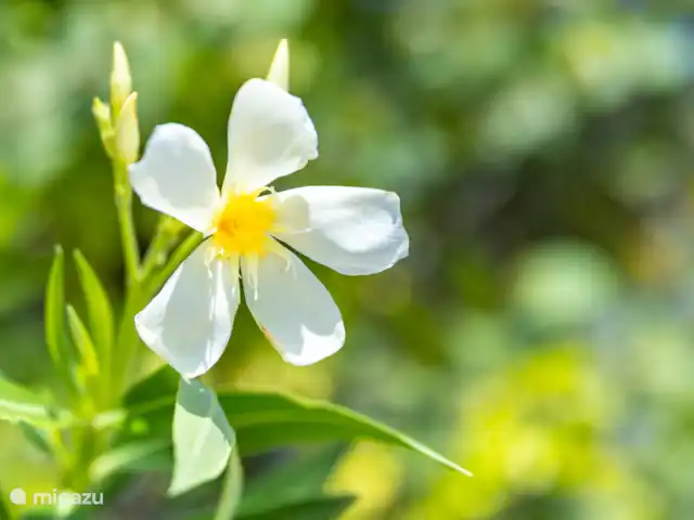 Villa Suribloem *Vista al mar y a la colina* en Curazao, Bandabou (oeste), Fontein - casa vacacional ¡Suribloem!