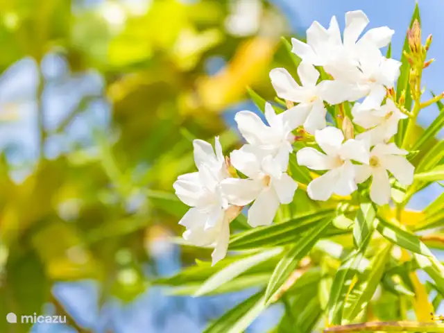 Villa Suribloem *Vista al mar y a la colina* en Curazao, Bandabou (oeste), Fontein - casa vacacional Flor de Suri