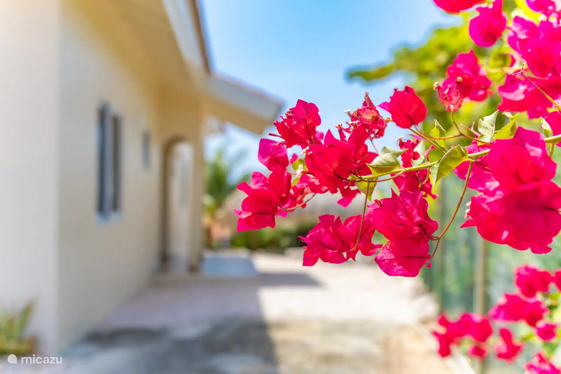 Suribloem @ Curaçao