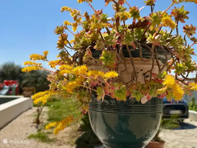 Las cigarras de St-Quentin-la-Poterie en Francia, Gard, Saint-Quentin-la-Poterie - casa vacacional una planta en maceta