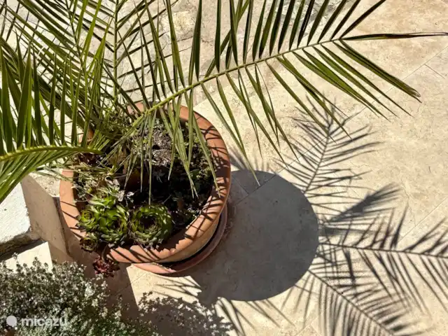 Las cigarras de St-Quentin-la-Poterie en Francia, Gard, Saint-Quentin-la-Poterie - casa vacacional Ambiente veraniego, vegetación del sur