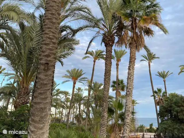 appartement huren in Spanje, Costa Blanca, Torrevieja – La Playa Torrevieja