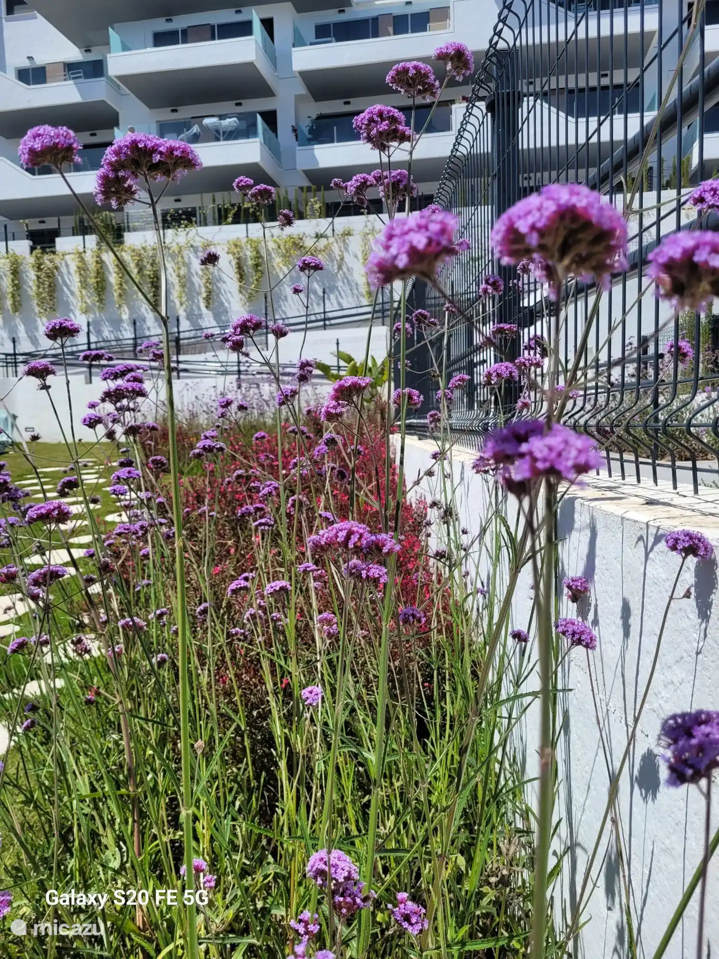 Schöne Pflanzen voller Farben