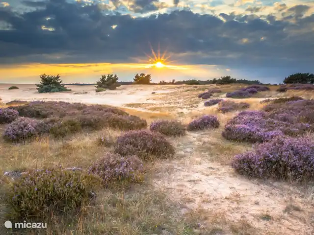 Le joyau de la forêt | Pays-Bas, Gueldre, Voorthuizen - chalet