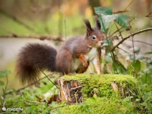 Le joyau de la forêt | Pays-Bas, Gueldre, Voorthuizen - chalet