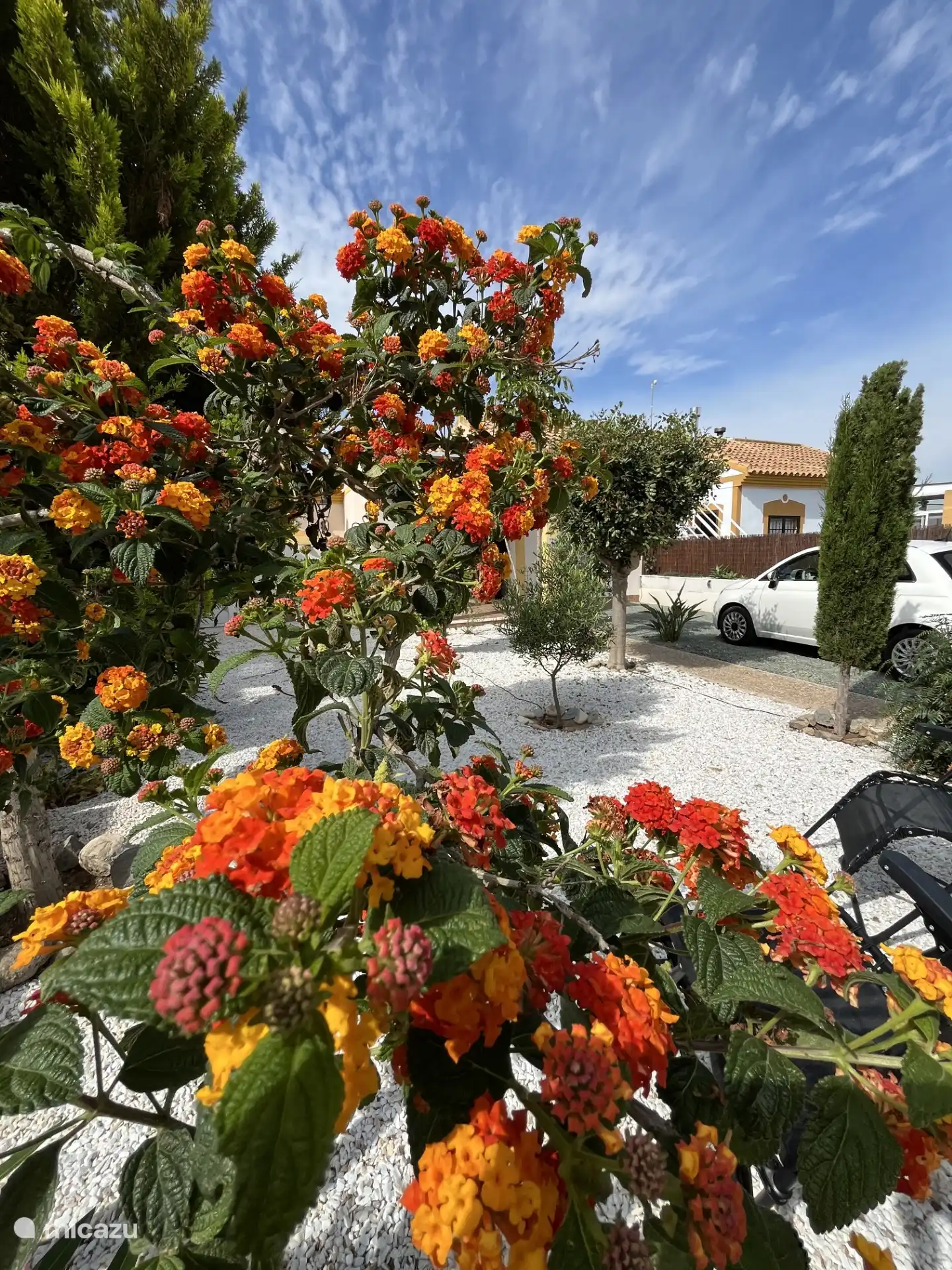 Üppig blühende Blumen im Garten