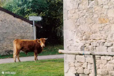 Le bœuf du Limousin mondialement connu à l’état sauvage