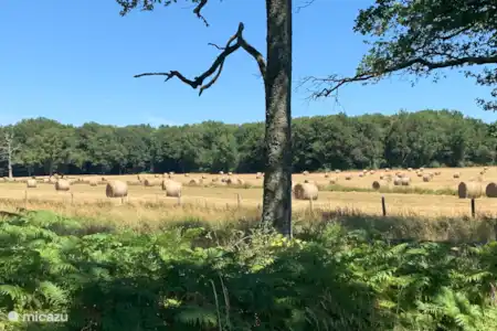 Le bœuf du Limousin mondialement connu à l’état sauvage