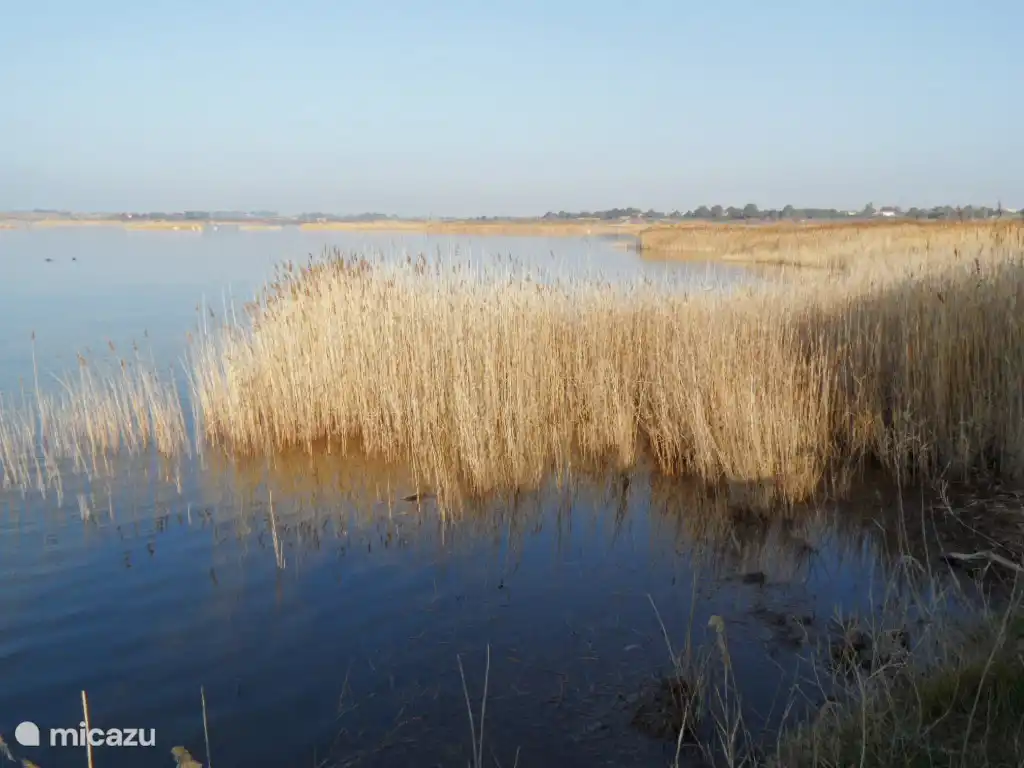 Schilfgürtel, Réserve Naturelle de Bagnas