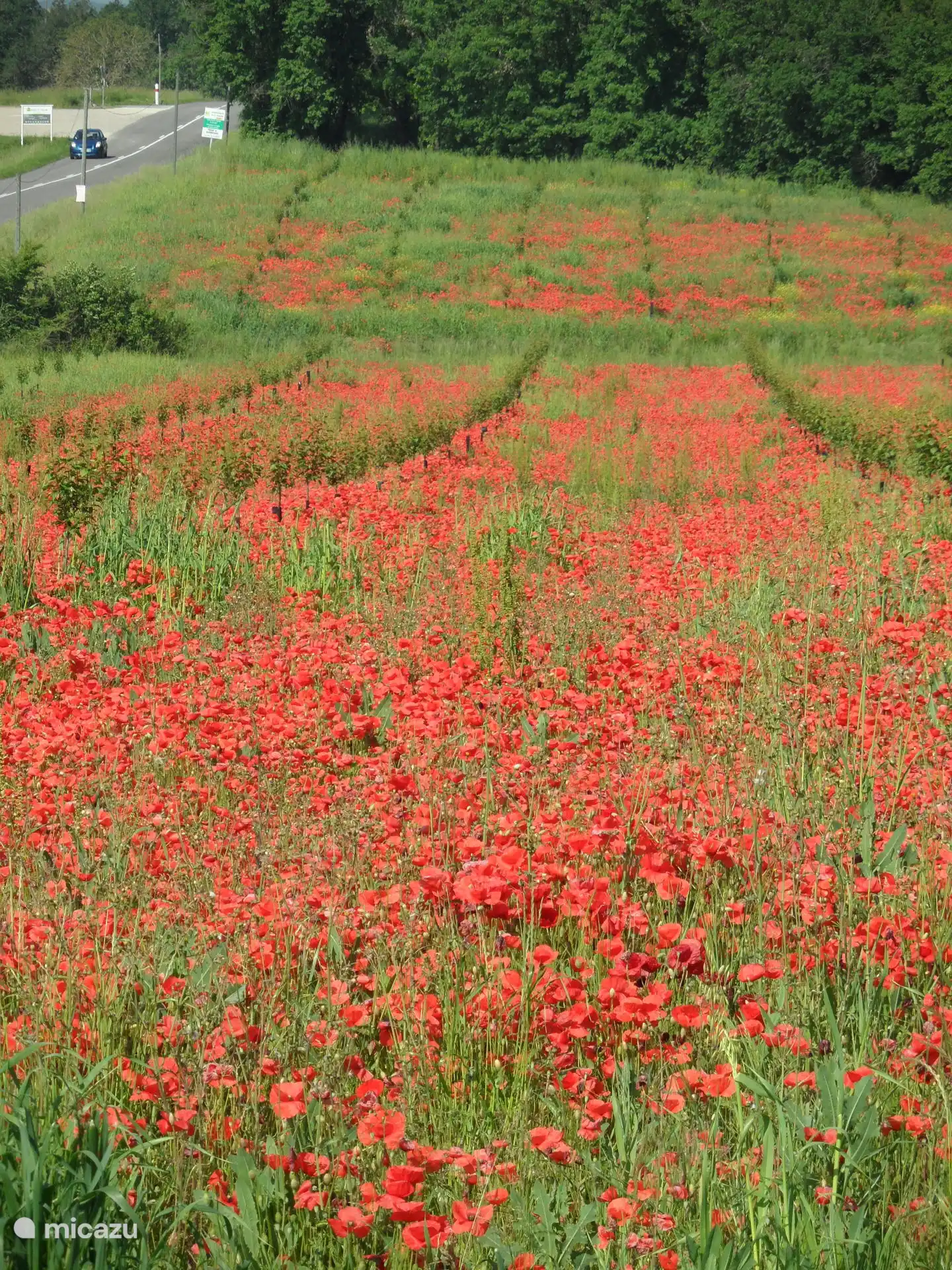 Wunderschöne Landschaft in der Nähe von Marseillan 