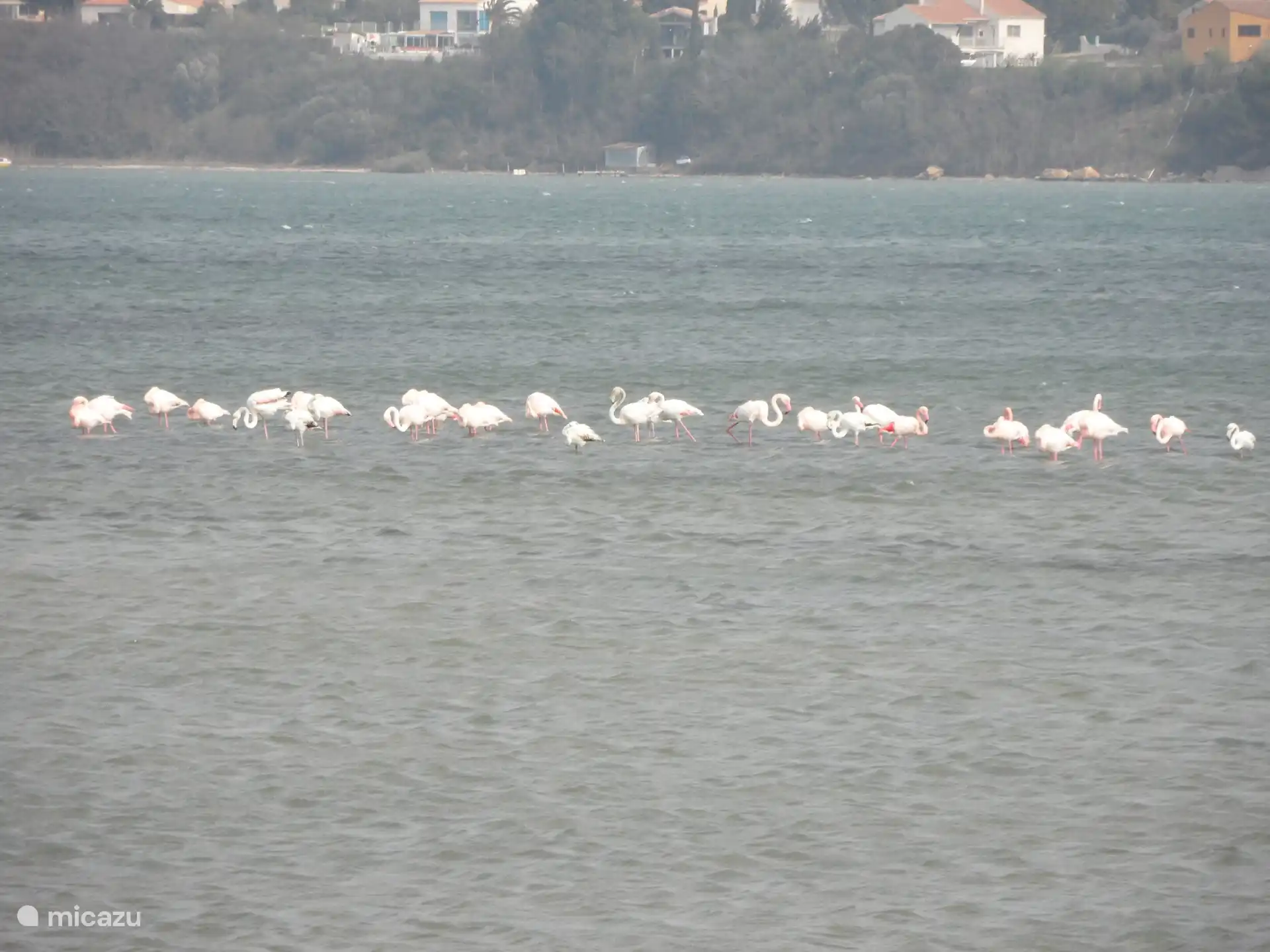 Flamingos in der Nähe von Marseillan Plage 