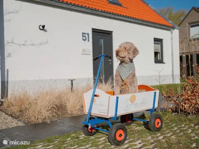 À l’extérieur au bord de la mer | Pays-Bas, Hollande du Nord, Saint Martin - maison de vacances Animaux acceptés