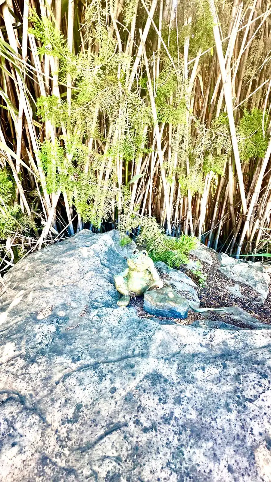 Grenouille à la piscine