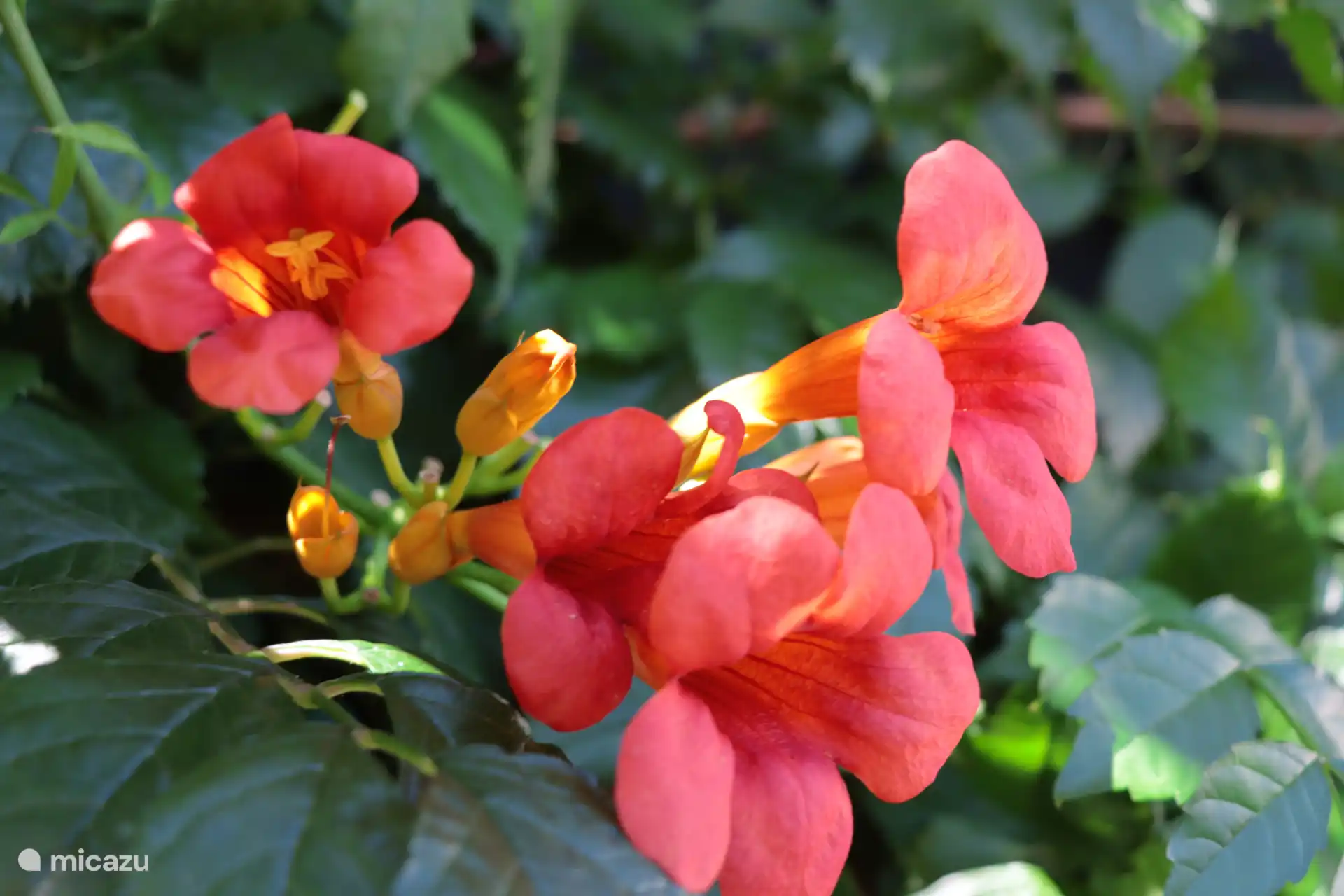 ¡Flores en abundancia!