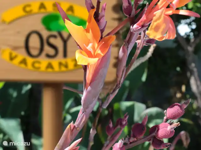 Osy Casa Vacanze huren in Italië, Abruzzen, Corropoli - appartement Kleur en natuur vormen de inspiratie voor ons logo.