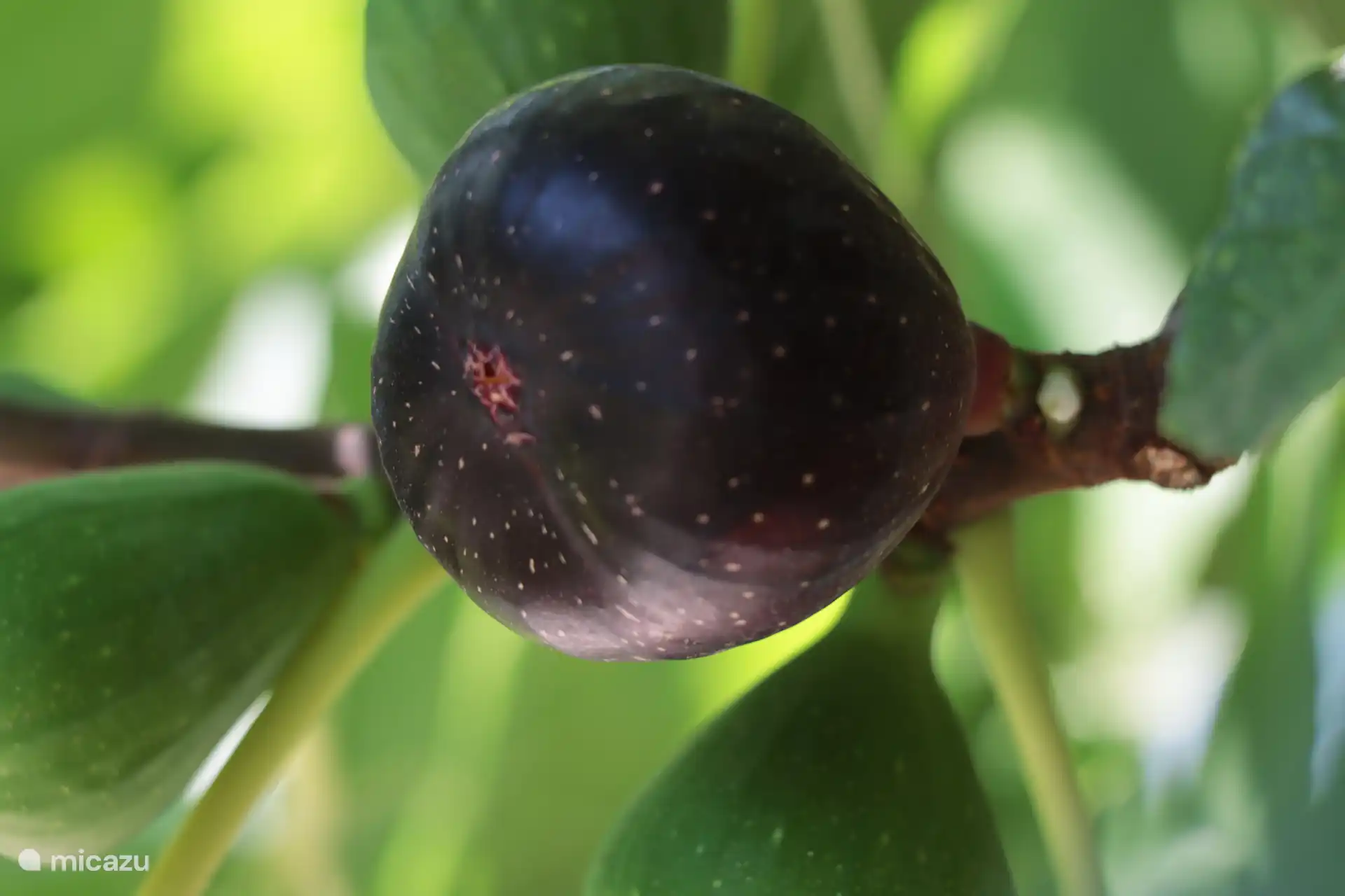 Muchas flores, muchas plantas... Pero también deliciosa fruta.