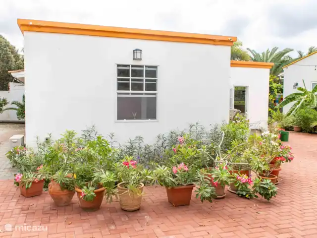 Kasita Di Mama  huren in Bonaire, Bonaire, Kralendijk - vakantiehuis Flowers