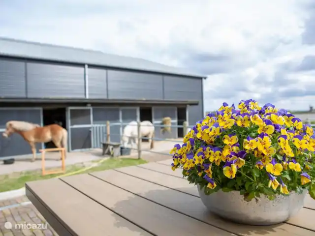 La salle du jardin d’Egmond | Pays-Bas, Hollande du Nord, Egmond aan den Hoef - maison de vacances Vue