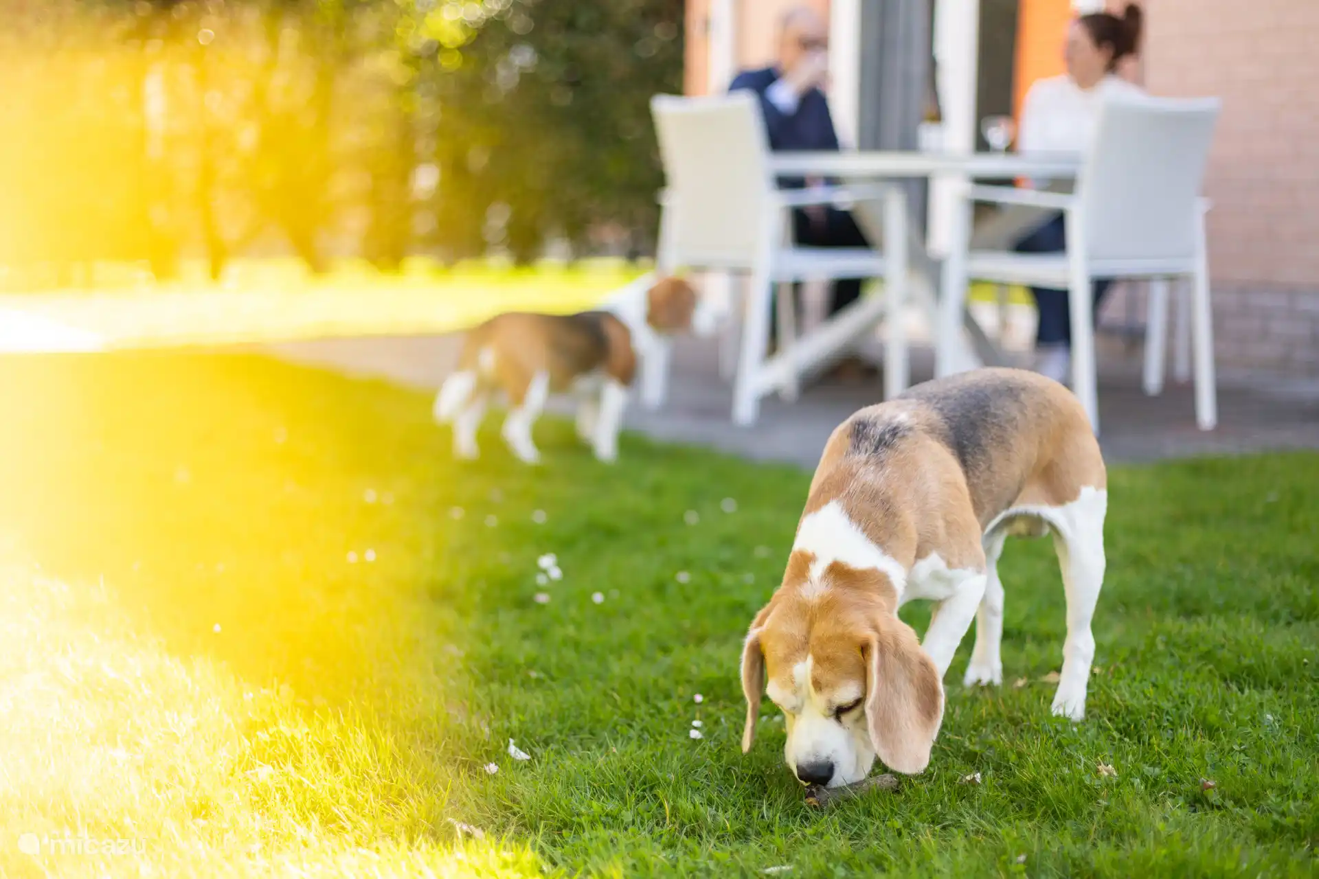 Les chiens sont les bienvenus chez nous sans frais supplémentaires.