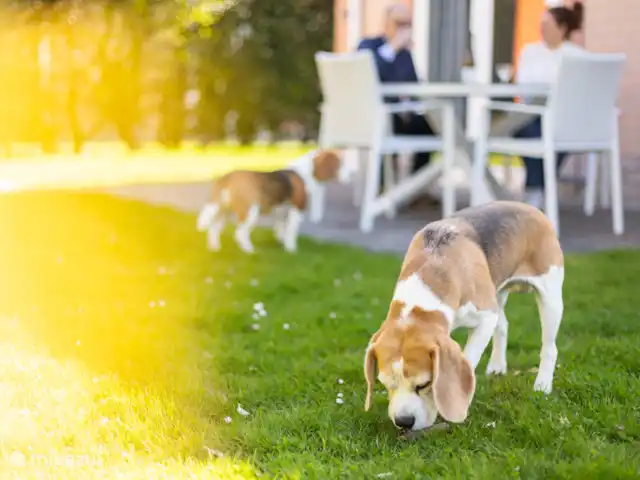 Maison de vacances Duindoorn 9  | Pays-Bas, Zélande, Kamperland - maison de vacances Les chiens sont les bienvenus chez nous sans frais supplémentaires.
